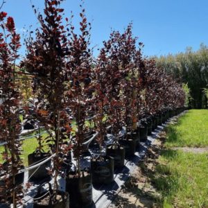 FAGUS sylvatica ‘Dawyck Purple’ – Columnar English Beech