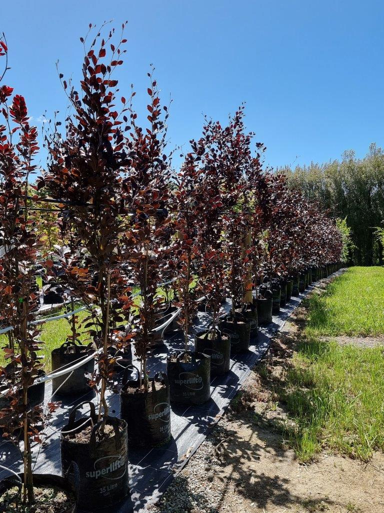 FAGUS sylvatica 'Dawyck Purple' 35lt is valued for its striking purple foliage, upright growth habit, and adaptability to various garden settings, offering year-round visual interest and beauty.