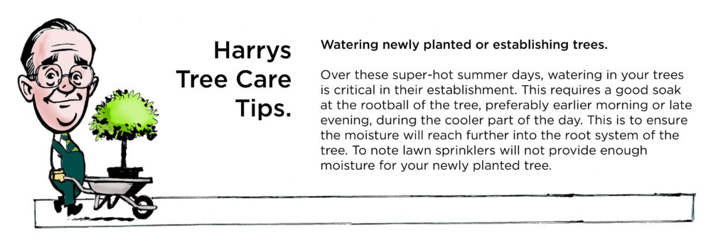 Harrys tree care tip - 1 - January