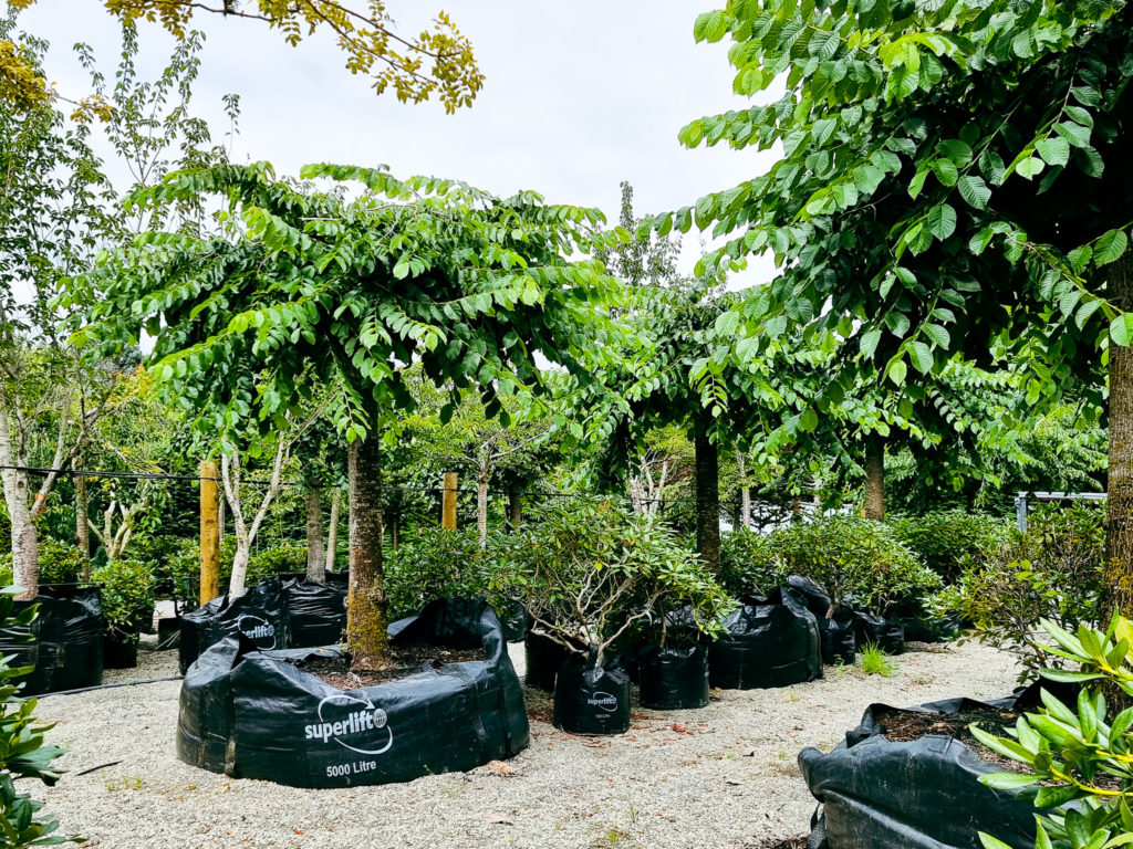 Evergreen NZ Native Trees & Plant Nursery Auckland Easy Big Trees