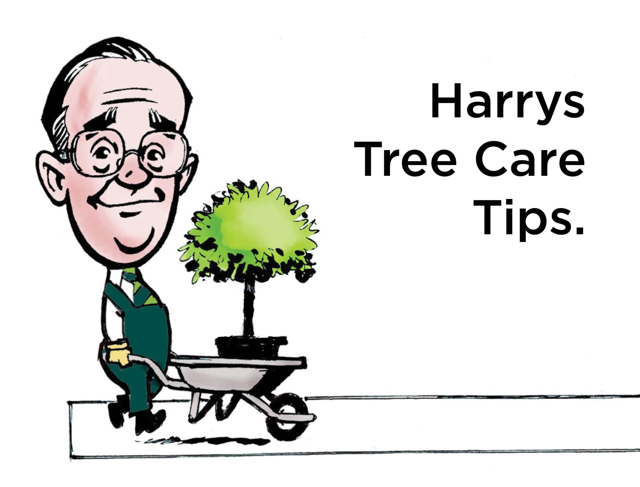 Read more about the article Introducing…. Harry’s Tree Care Tips🌱