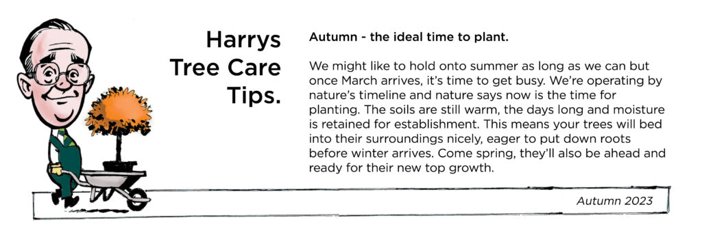 Harry's Autumn Tree Care Tip