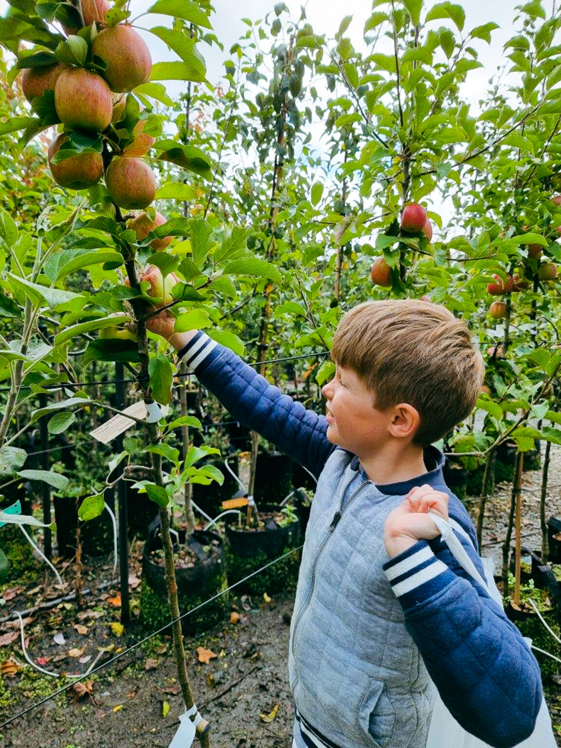 Apple trees easy big trees new zealand
