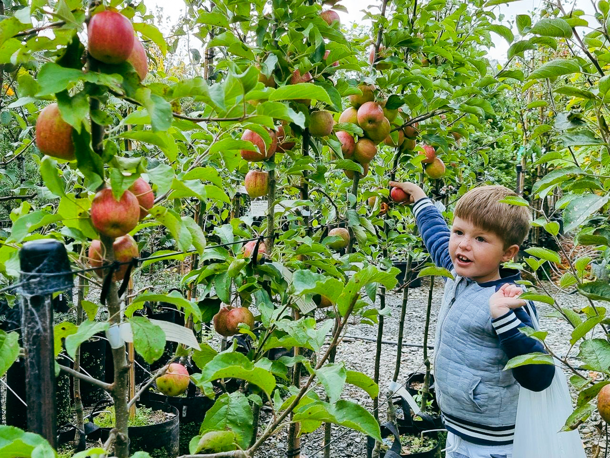 Read more about the article Apple Trees🍎😋