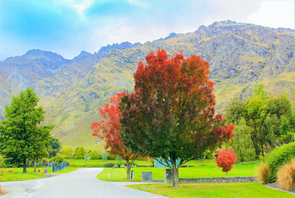 FRAXINUS oxycarpa 'Raywoodii' - Queenstown