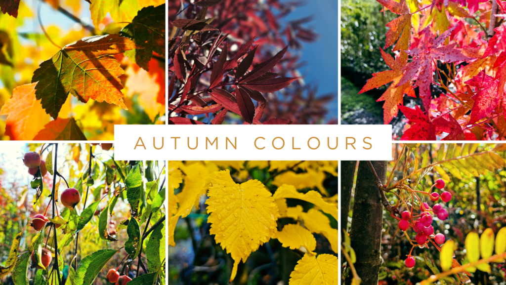 Autumn Photo Collage - Easy Big Trees