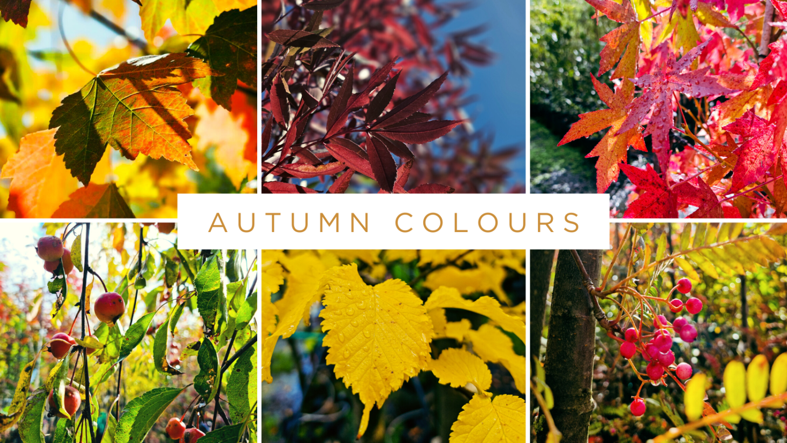 Autumn Colour Trees | Easy Big Trees | New Zealand