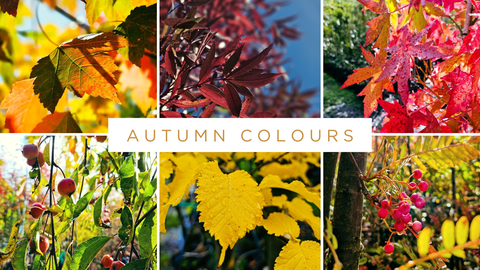 Read more about the article Autumn Shades🍂😍