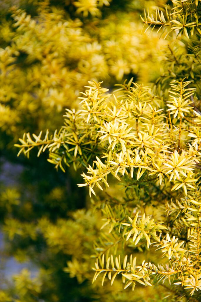 PODOCARPUS totara 'Aurea' - Foliage - May