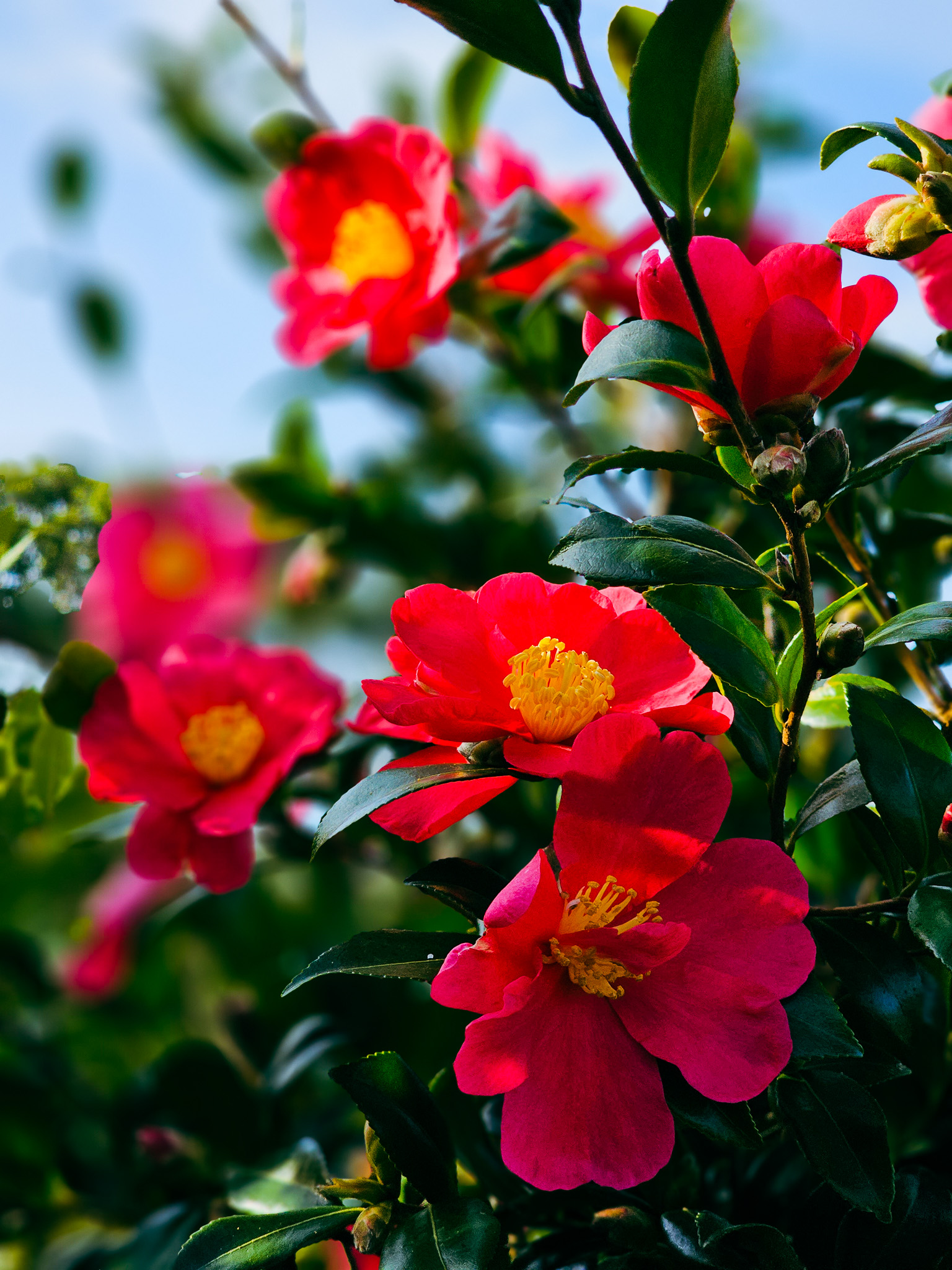 Camellias for birds easy big trees new zealand