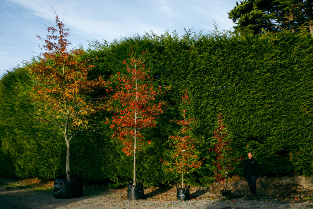 Tree Scale - Quercus palustris - pin oak