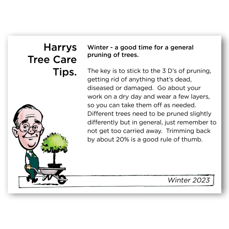 Harry's Tree Care Tip - Winter