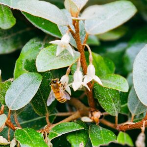 ELAEAGNUS ebbingei – Paper Bush
