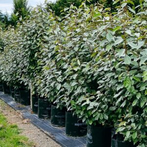 ELAEAGNUS ebbingei – Paper Bush