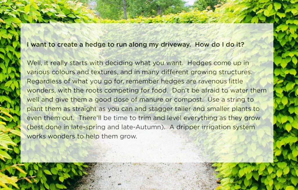 Hedge question - Easy big Trees I want to create a hedge to run along my driveway, how do i do it.