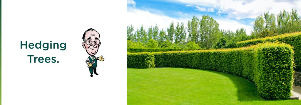 Hedging trees - Harry our Easy Big Tree mascot and a beautifully manicured hedge in Southland property.