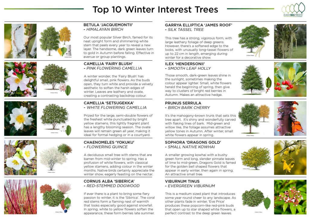 winter interest poster - Easy Big Trees