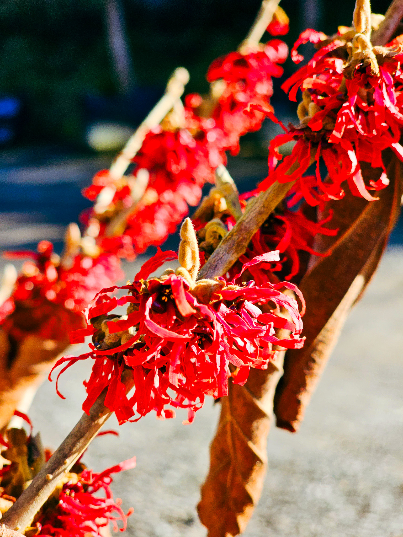 Read more about the article Hamamelis – The Winter Witch