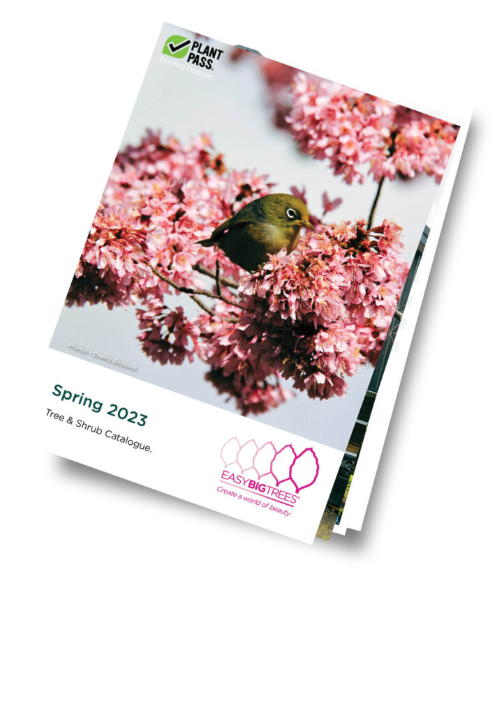 Spring Catalogue, New Zealand, September