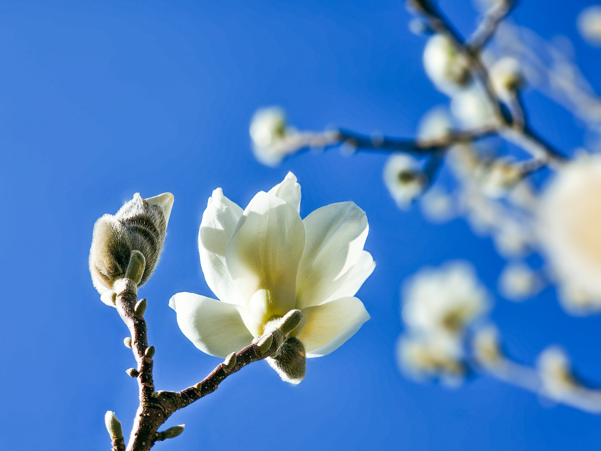 Read more about the article Spring Tree Tips