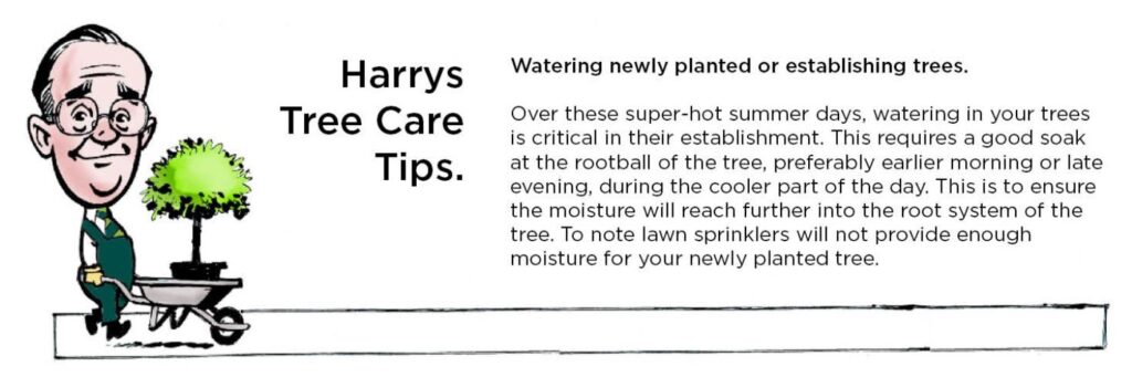 Tree care, Invercargill, January 2024.