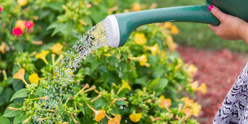 Read more about the article Garden care: watering