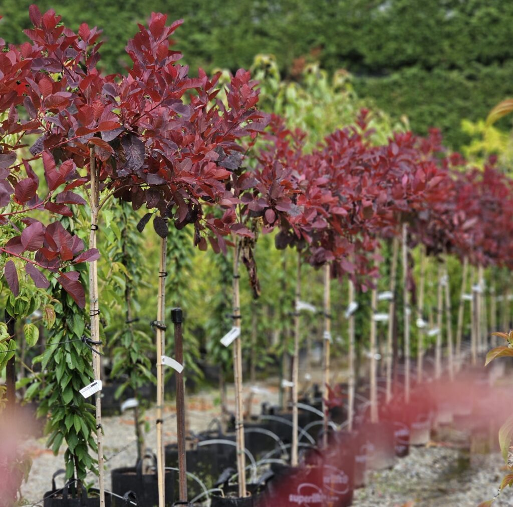 Spectacular trees with red/purple foliage displaying at Easy Big Trees nursery and ready to create a world of beauty,