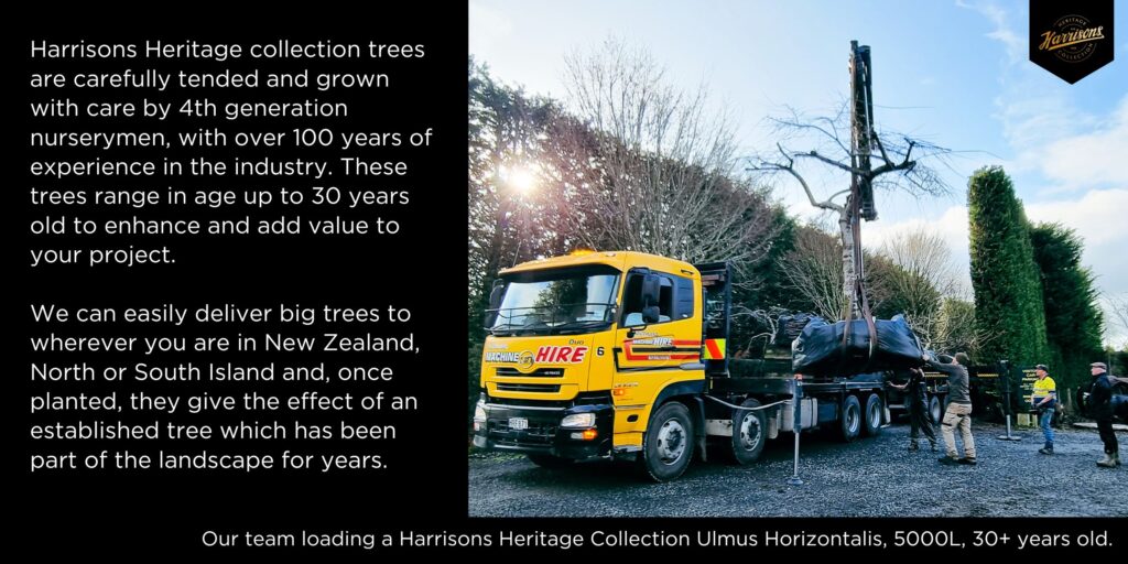 Easy Big Trees team loading a Harrisons Heritage Collection Ulmus Horizontalis, 5000 litres, 30 + years old.