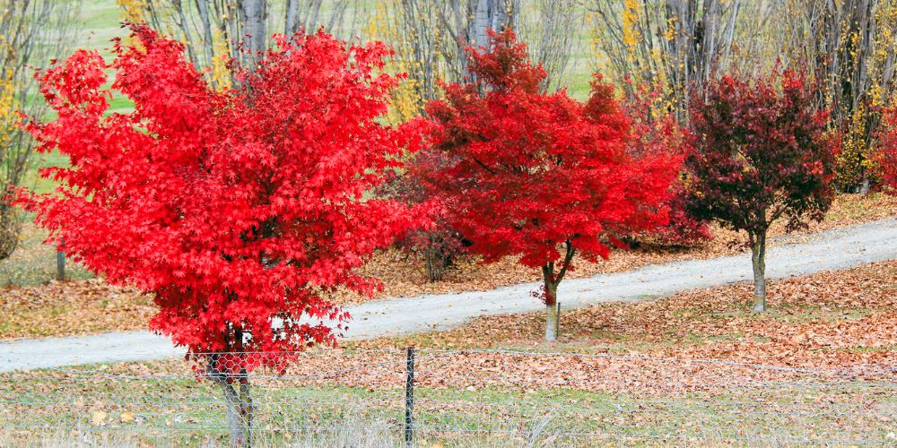 Beautiful heart shape trees with red/purple foliage in Autumn