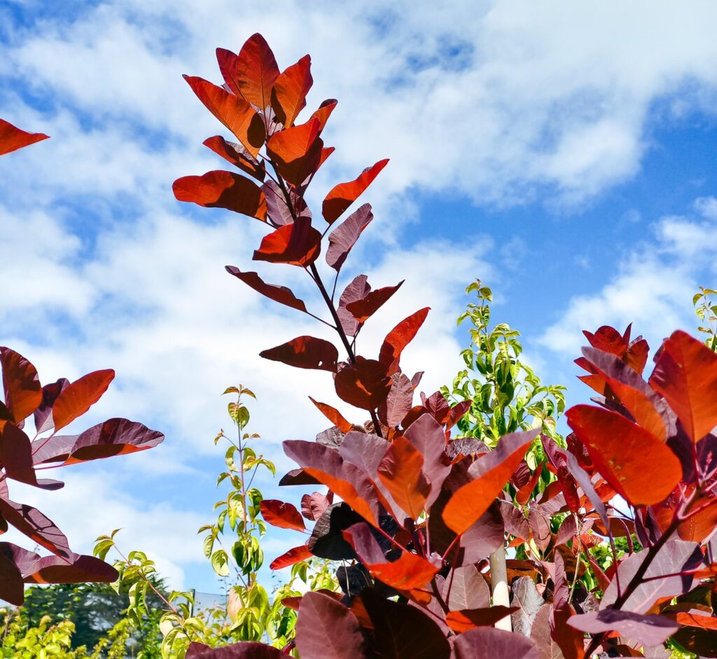 Red foliage of Cotinus Grace tree, contrasting blue sky and white clouds background.