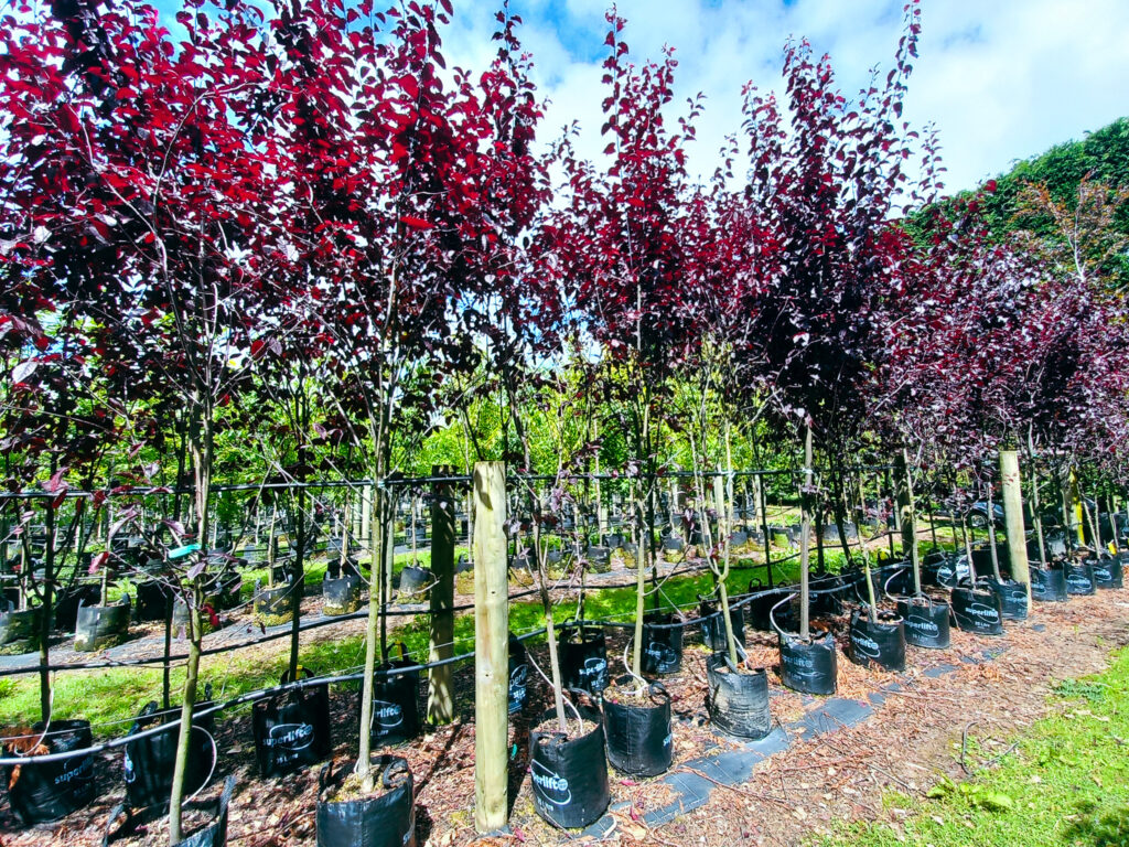 Purple flowering plum trees. Prunus thunrdercloud at our Invercargill nursery,