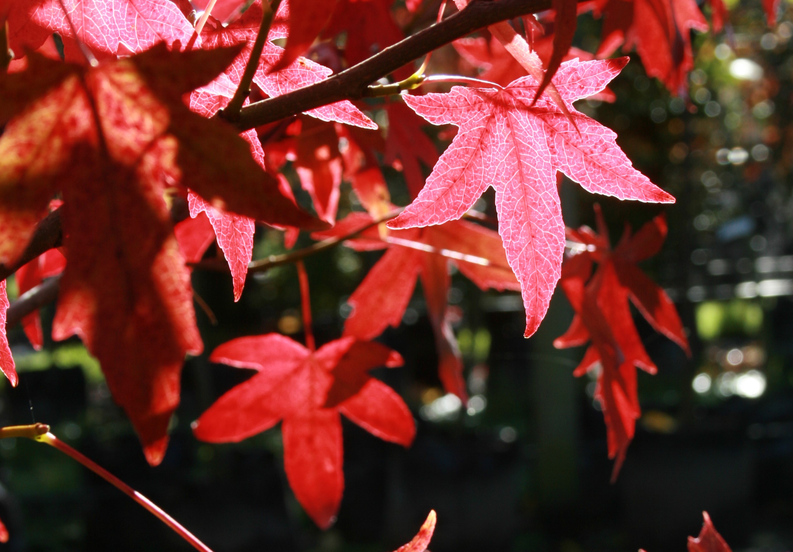 Vibrant red foliage from Liquidambar Worpleston, Sweet Gum in Autumn.