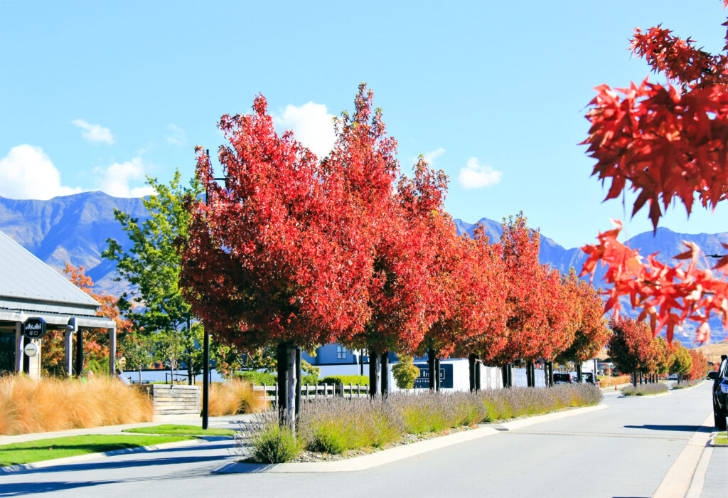 Streetscape with beautiful red foliage trees in Northlake, Wanaka.