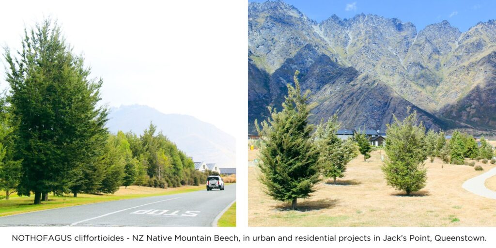 NZ Native Mountain Beech in urban and residential projects in Jack's Point, Queenstown.