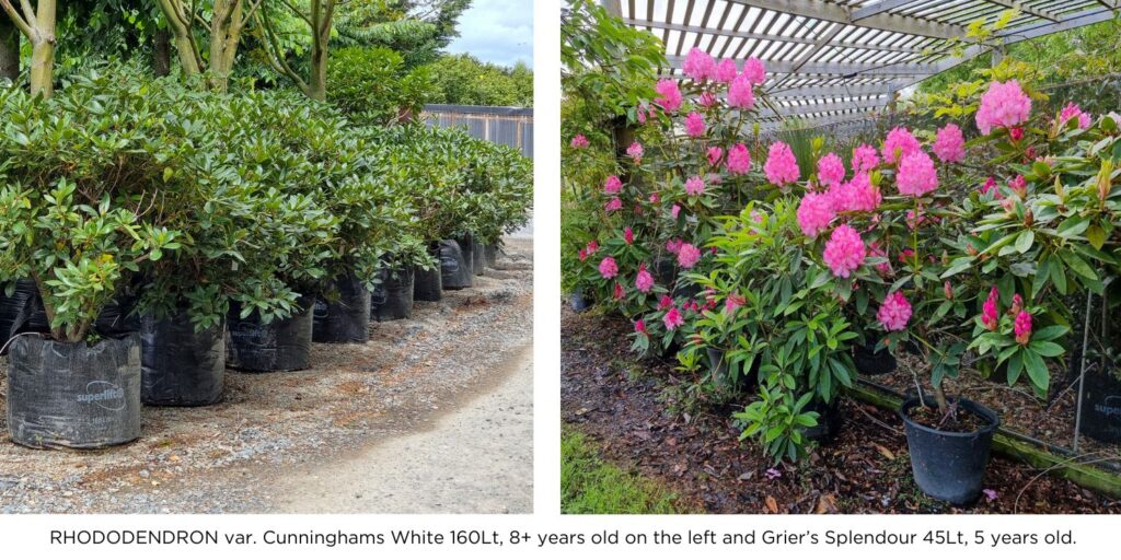 Rhododendron var. Cunninghams White 160Lt + years old on the left and Grier's Splendour 45 Lt. 5 years old.