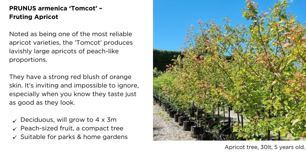 Apricot tree 30 Litres container lined up at the nursery, 5 years old. Foliage changing colours to orange, with a clean blue sky in the background.