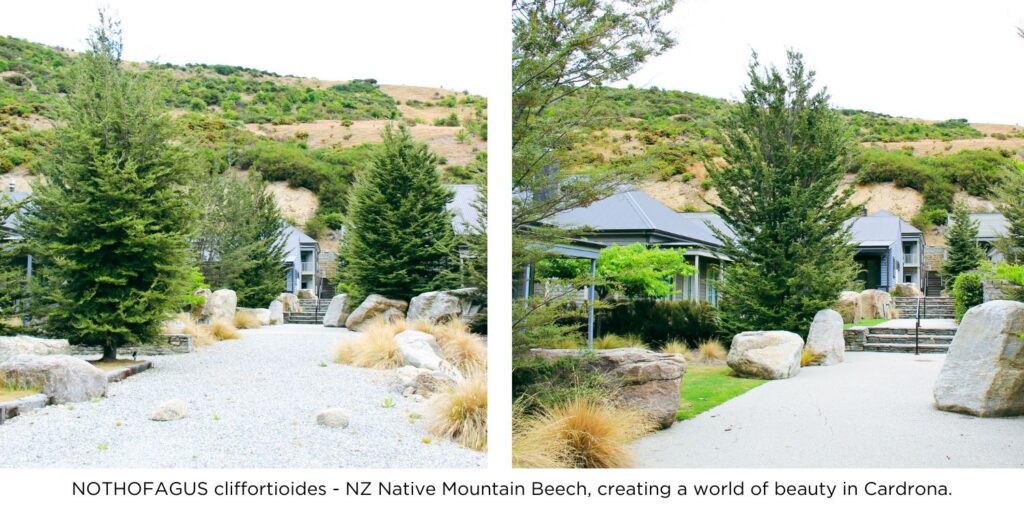 NZ Native Mountain Beech creating a world of beauty in Cardrona.