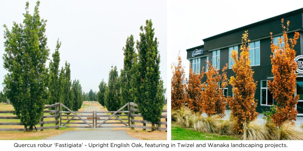 Quercus robur "Fastigiata" - Upright English Oak, featuring in Twizel and Wanaka landscaping projects. Summer and Autumn colours.