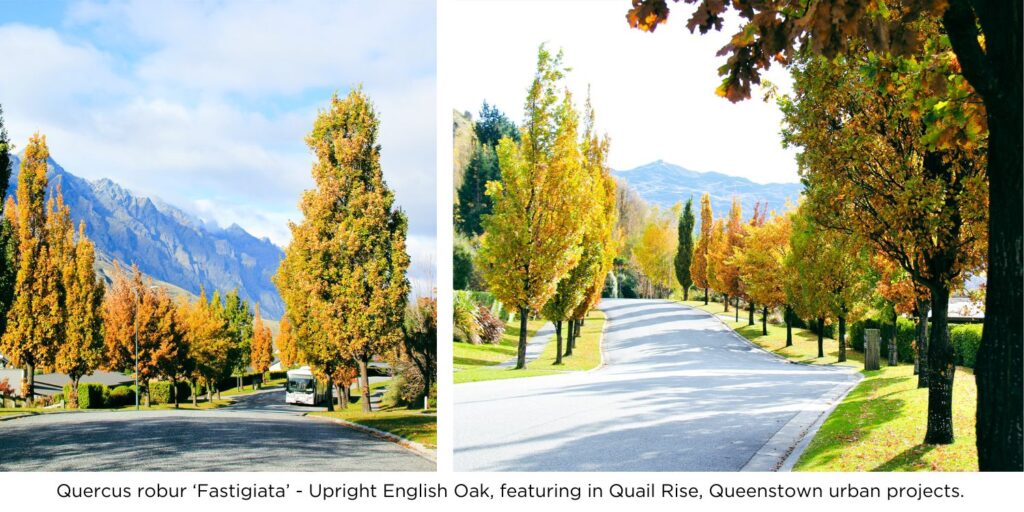 Amazing English Oaks with yellow and golden foliage featuring in Quail Rise, Queenstown urban projects.