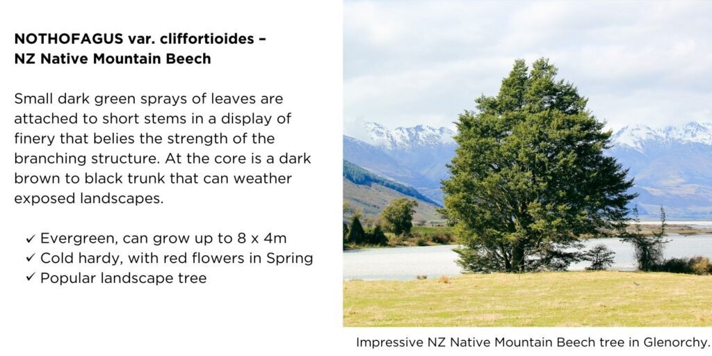 Impressive NZ Mountain Beech tree close to the lake in Glenorchy, with snowy mountains in the background.