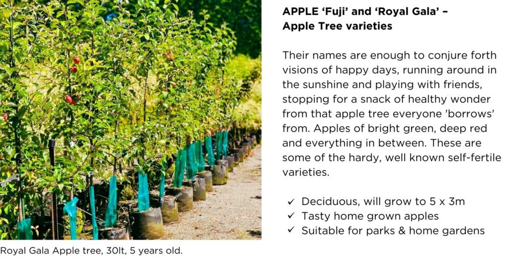 Royal Gala Apple trees with fruits, lined up at Easy Big Trees nursery.