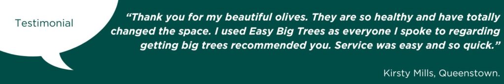 Customer testimonial about olive trees.