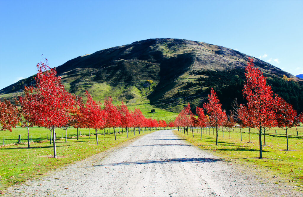Wanaka rural road surrounded by red foliage trees, with mountain and blue ski in the background.