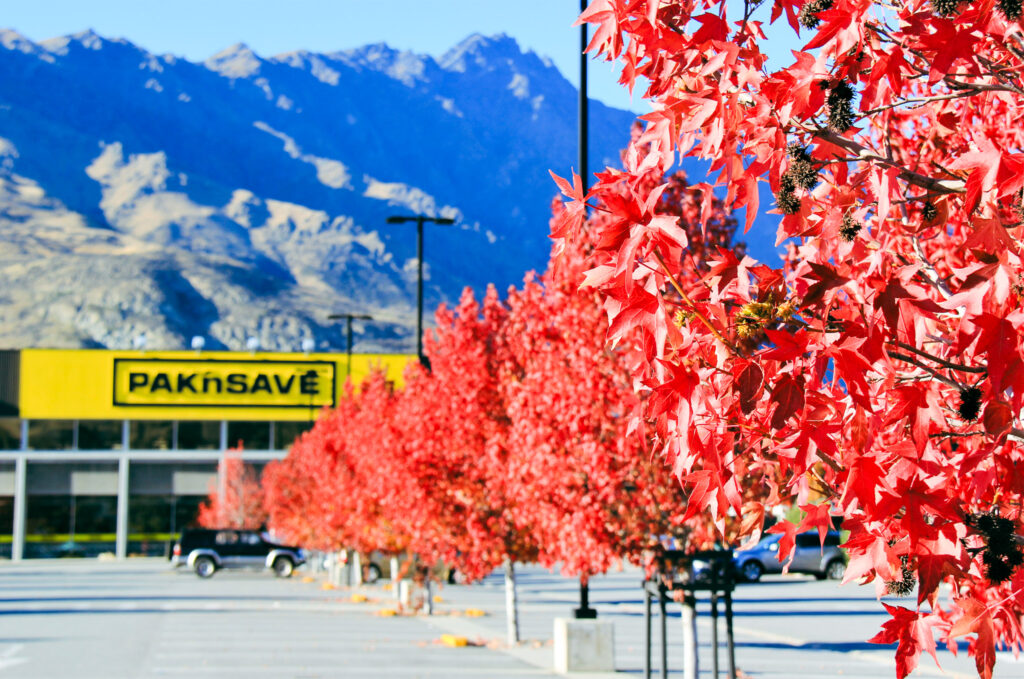 Vibrant red leaves trees featuring in Frankton, Queenstown, a supermarket parking lot.