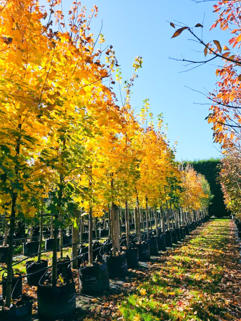 Yellow leaves acer platanoides trees featuring at Easy Big Trees nursery this Autumn.