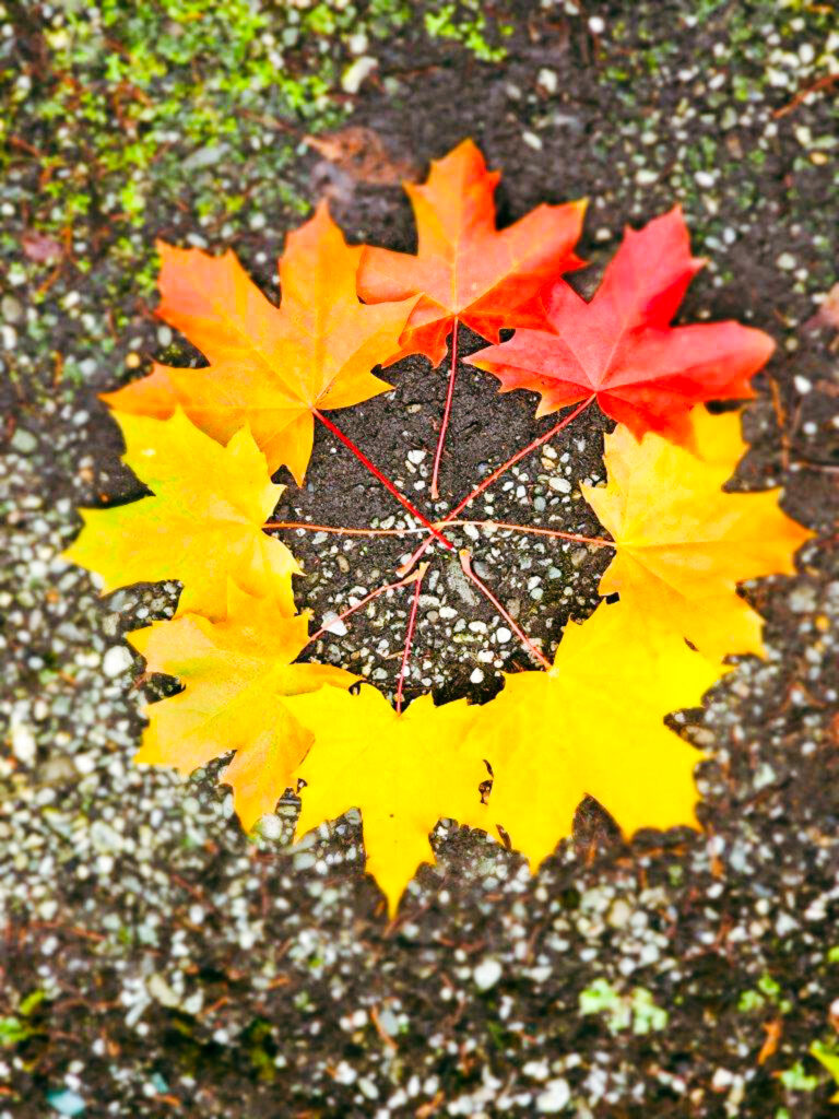 Circle of Autumn colours foliage on the ground, from red to yellow shades.