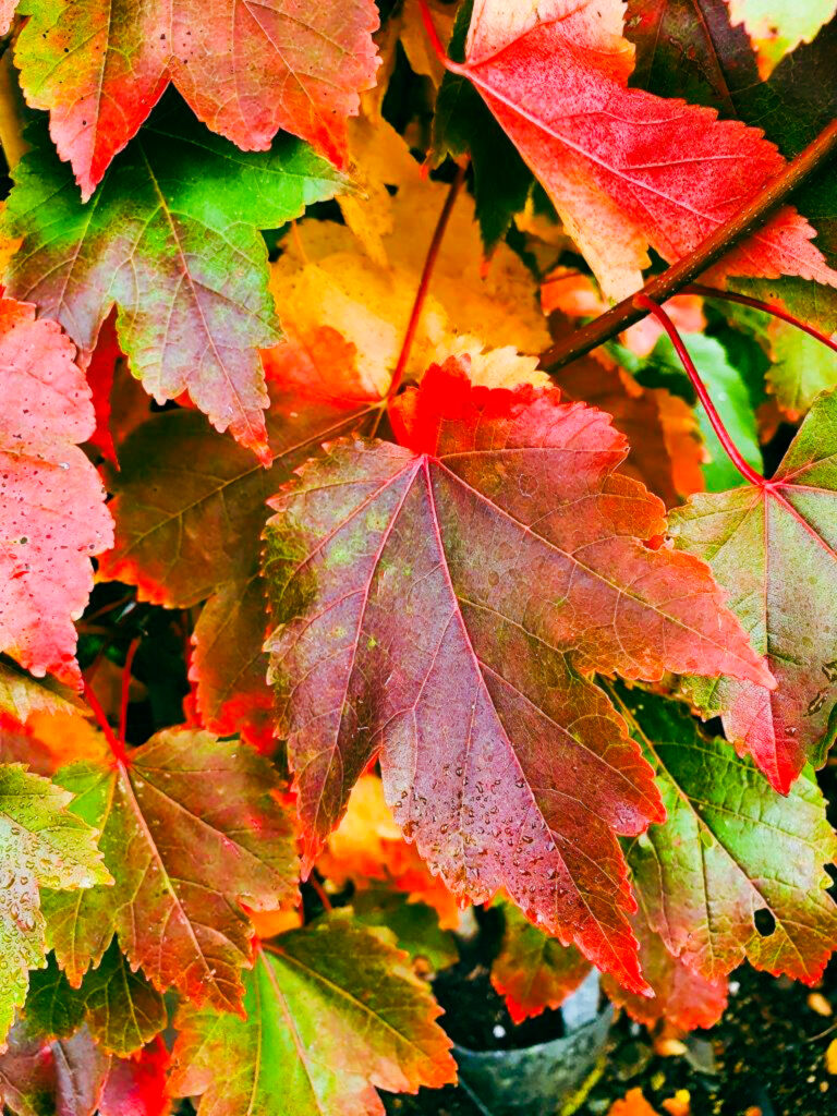 Closeup photo showing red, yellow and green shades of Red Canadian Maple leaves.