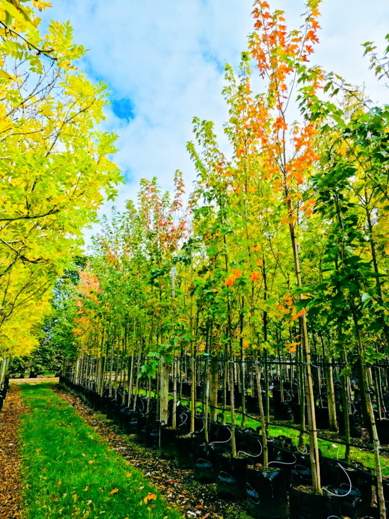 Aisle with Red Canadian Maple trees with green and yellow foliage at Easy Big Trees Nursery.