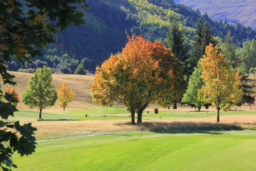 Canadian Maple - Acer platanoides & rubrum trees at Millbrook golf course. Amazing orange and yellow shades contrasting with the mountains.