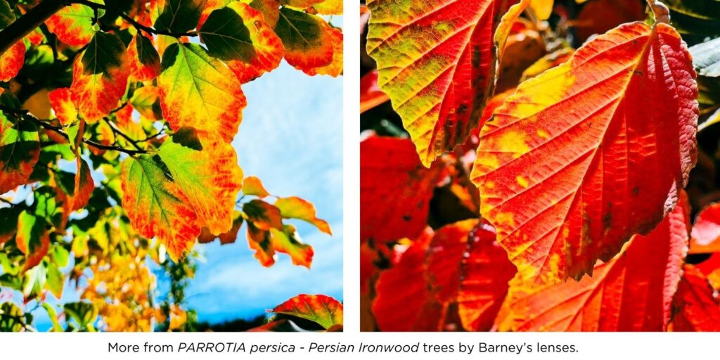 PARROTIA persica - Persian Ironwood tree by Barney's lenses, with beautiful yellow and red foliage.